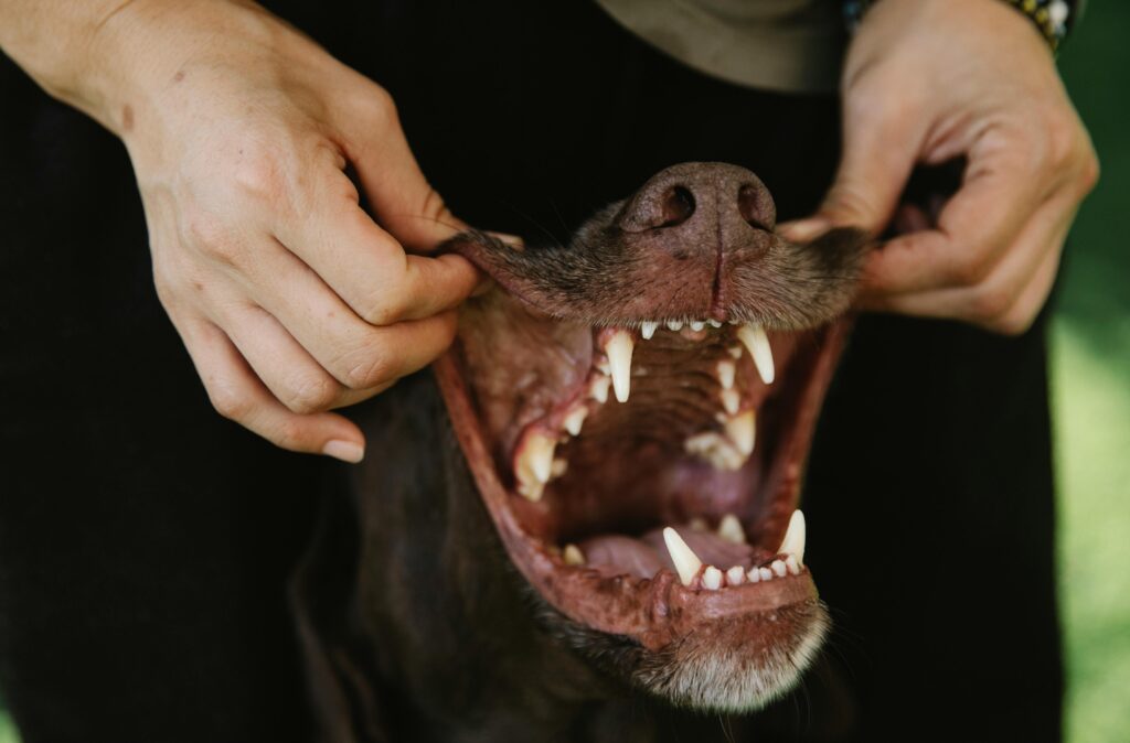 perros o gatos con dientes limpios