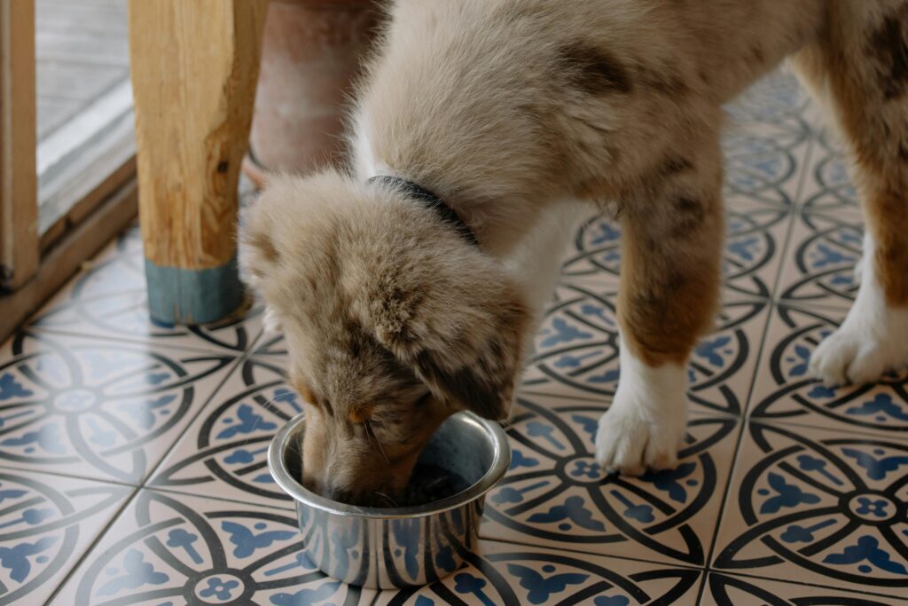 cachorros comiendo
