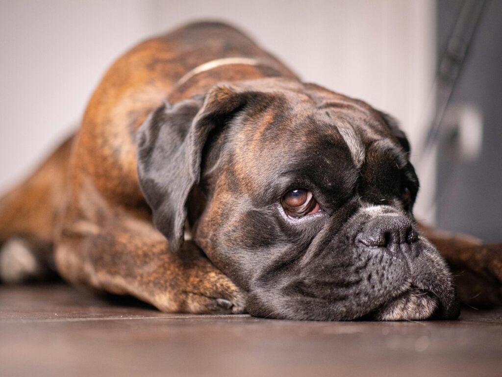 una pulga o garrapata